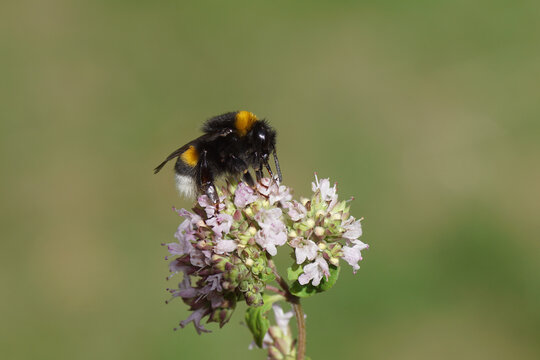Bumblebee species in the Bombus terrestris-complex. On flowers of Origanum, family Lamiaceae. Dutch garden, Summer, July                          