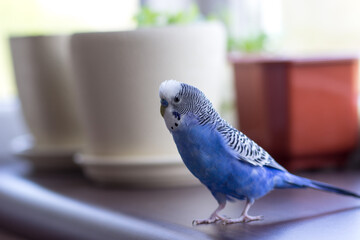 Budgerigar on the windowsill among the pots of flowers