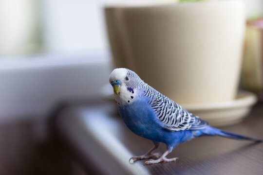 Budgerigar on the windowsill among the pots of flowers