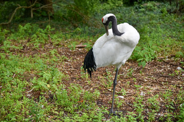 Vogelpark in Niedersachsen