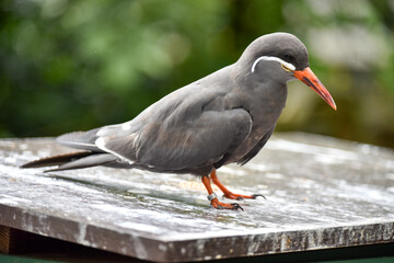 Vogelpark in Niedersachsen