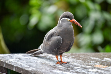 Vogelpark in Niedersachsen