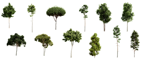 Set of different types of pine trees isolated on transparent background. 3D render.