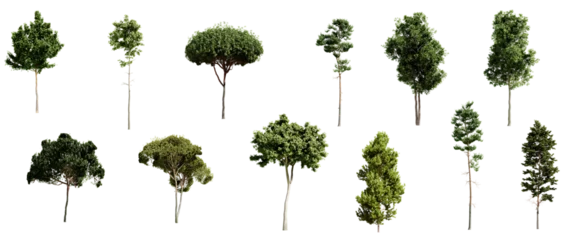 Gordijnen Set of different types of pine trees isolated on transparent background. 3D render. © schab