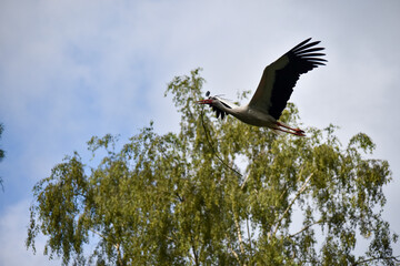 Der Weißstorch