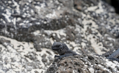 Baby marine iguana on the volcanic rocks, Santa Cruz, Galapagos 