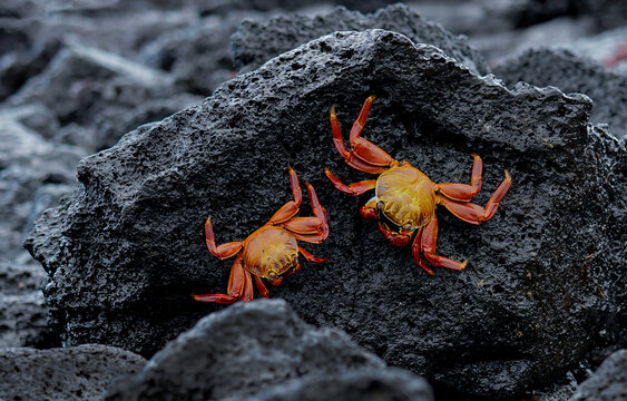 Two Sally lightfoot crabs on the volcanic rocks, Santa Cruz, Galapagos 
