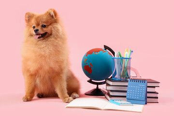 Cute Pomeranian dog with school supplies and calendar on pink background