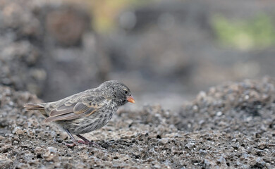 Finch bird on the volcanic rocks, Santa Cruz, Galapagos 