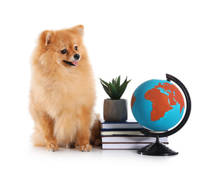 Cute Pomeranian dog with globe, plant and schoolbooks on white background