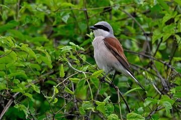 Red-backed Shrike - male // Neuntöter - Männchen (Lanius collurio)