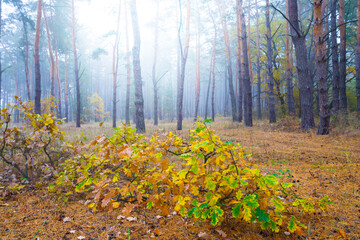 autumn misty forest glade with small oak tree in light of sun