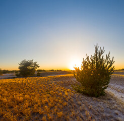 wide sandy desert with small pine tree at the sunset