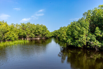 Fototapeta na wymiar Une photographie d'une forêt de mangrove vibrante se reflétant sur un lac serein, sous un ciel bleu clair.