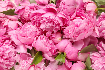 Pink peony flowers as background, closeup