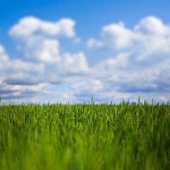 Obraz premium beautiful green rural field under blue cloudy sky