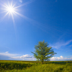 Fototapeta na wymiar alone tree among green rural fields at sunny day