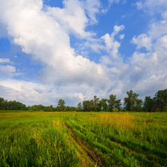 summer forest glade with ground road