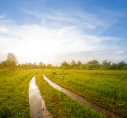 ground road among forest glade at the sunset