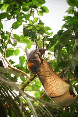 Flugfuch hängt am Baum und schläft