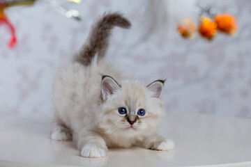 Sacred Birman kitten, birma on a light background