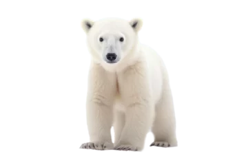 Fototapeten Cute little polar bear, cub, isolated, white background, generative ai © Teppi