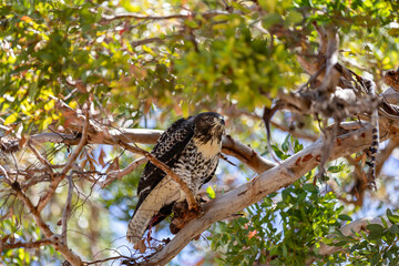 Peregrine falcon feasting on a King Snake in Bonita, California located in South San Diego County on July 7, 2023.