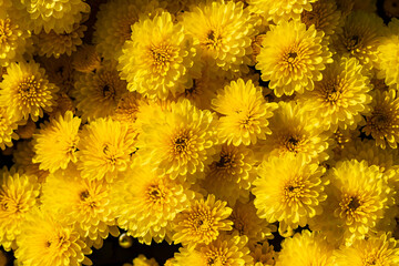 Beautiful yellow mums in full bloom