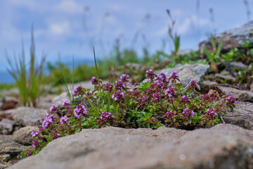 Blossoming fragrant Thymus serpyllum, Breckland wild thyme, creeping thyme, or elfin thyme in the mountains among the stones close-up - obrazy, fototapety, plakaty