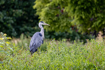 Fototapeta premium Close up of a large Grey Heron standing upright amidst green foliage with diffuse green natural background