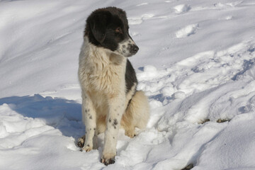 When the sun rises, stray dogs come to humans on the hiking trail from Darband village to Tochal peak because they always take food from passers-by to get fed.