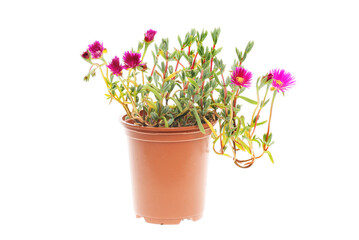 Flowering lampranthus plant
