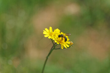 Nature photo of a bee on a yellow flower and blurred background - Stockphoto