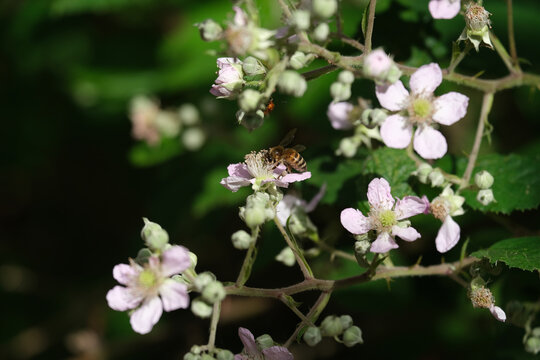 Nature photo of a bee on soft pink flowers and dark green blurred background - Stockphoto