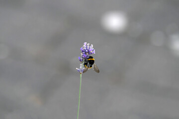 Nature photo of a bumblebee on purple flower and grey blurred background - Stockphoto