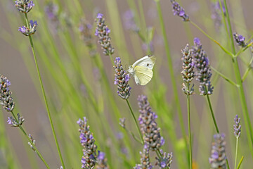 Nature photo of a white butterfly on purple flower and blurred background - Stockphoto