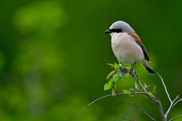 Red-backed Shrike - male // Neuntöter - Männchen (Lanius collurio)