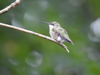 Fototapeta premium Hummingbird