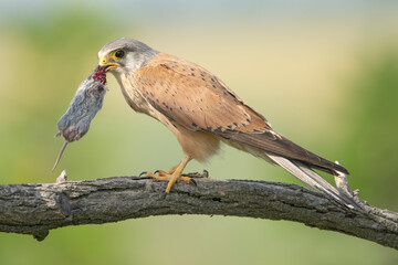 Common kestrel, European kestrel, Eurasian kestrel or Old World kestrel - Falco tinnunculus perched...