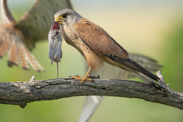 Common kestrel, European kestrel, Eurasian kestrel or Old World kestrel - Falco tinnunculus perched with mouse in beak and other kestrels in background. Photo from Kisújszállás in Hungary.