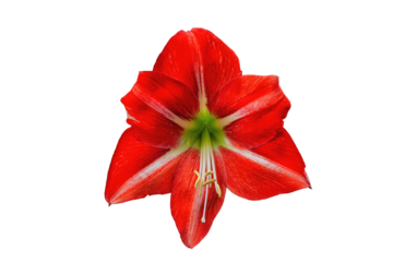 Amaryllis Minerva red flower isolated on transparent background. Belladonna or Jersey Lily plant cut out icon