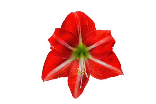 Amaryllis Minerva red flower isolated on transparent background. Belladonna or Jersey Lily plant cut out icon