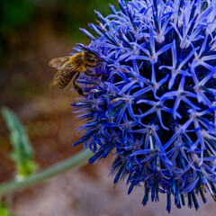 Side view of a bee (Apiformes) sitting on the blossom of a blue globe onion (Allium caeruleum).