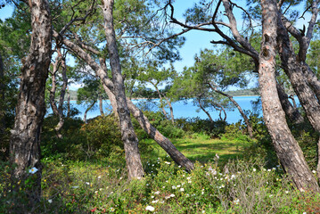 Ayvalik is an important sea tourism city in Turkey. Swimming and camping are common.