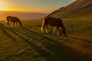 Horses pasturing on top of a mountain at sunset, with long shadows - 623227919