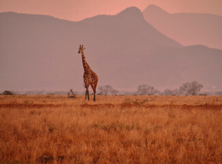 Naklejka na ściany i meble A giraffe in Tsavo east national park.