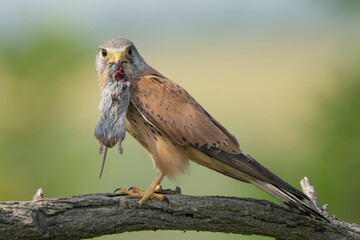 Common kestrel, European kestrel, Eurasian kestrel or Old World kestrel - Falco tinnunculus perched with mouse in beak at green background. Photo from Kisújszállás in Hungary.