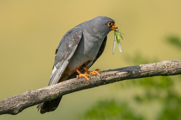 Red-footed falcon, western red-footed falcon - female perched with grasshopper- Tettigonia in beak at yellow background. Photo from Kisújszállás in Hungary.