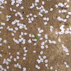 바닥에 떨어진 꽃잎