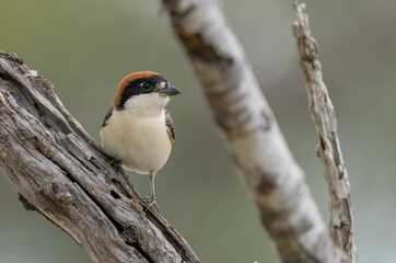 woodchat shrike in the branch